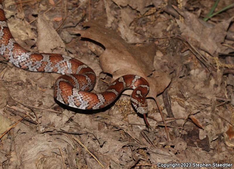 Eastern Milksnake (Lampropeltis triangulum triangulum)