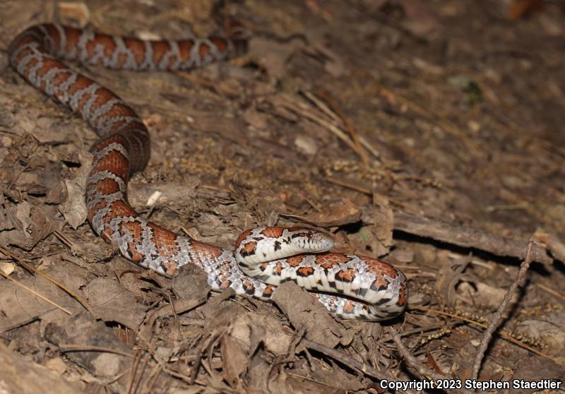 Eastern Milksnake (Lampropeltis triangulum triangulum)