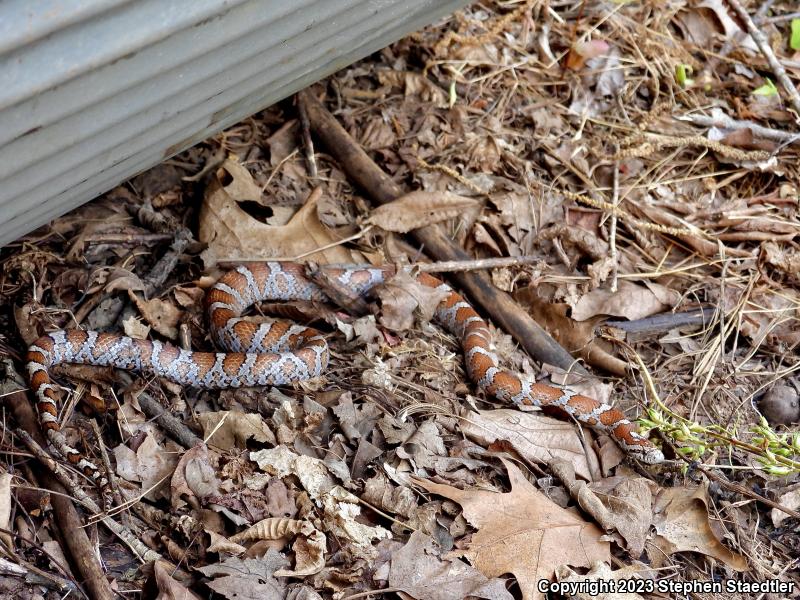 Eastern Milksnake (Lampropeltis triangulum triangulum)