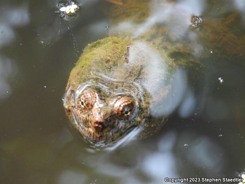 Eastern Snapping Turtle (Chelydra serpentina serpentina)