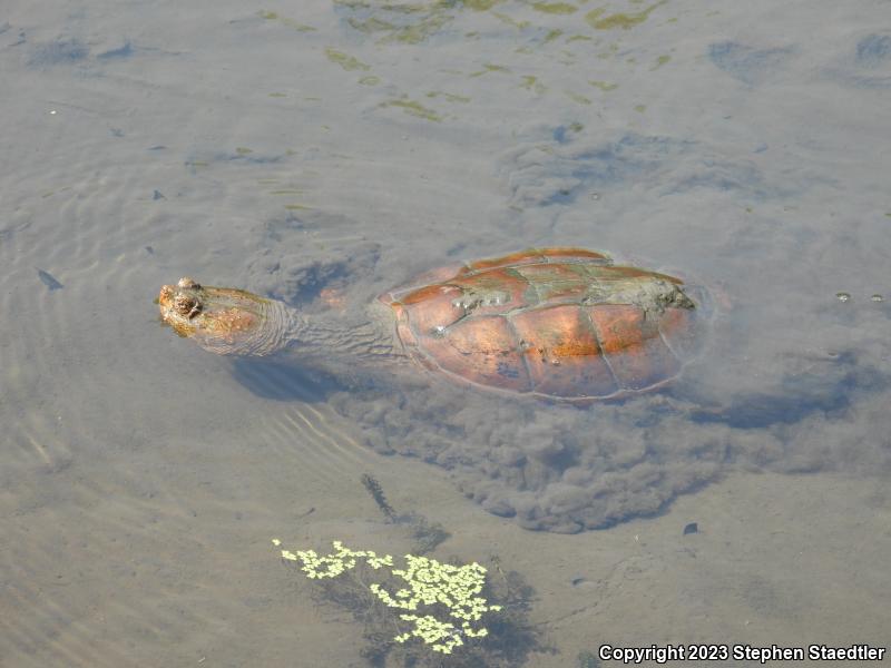 Eastern Snapping Turtle (Chelydra serpentina serpentina)