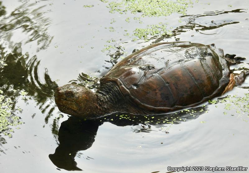 Eastern Snapping Turtle (Chelydra serpentina serpentina)