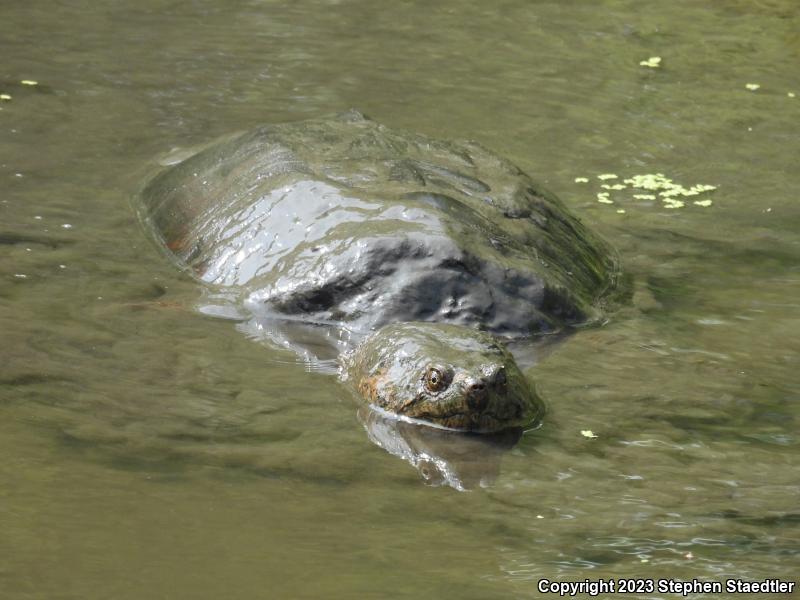 Eastern Snapping Turtle (Chelydra serpentina serpentina)