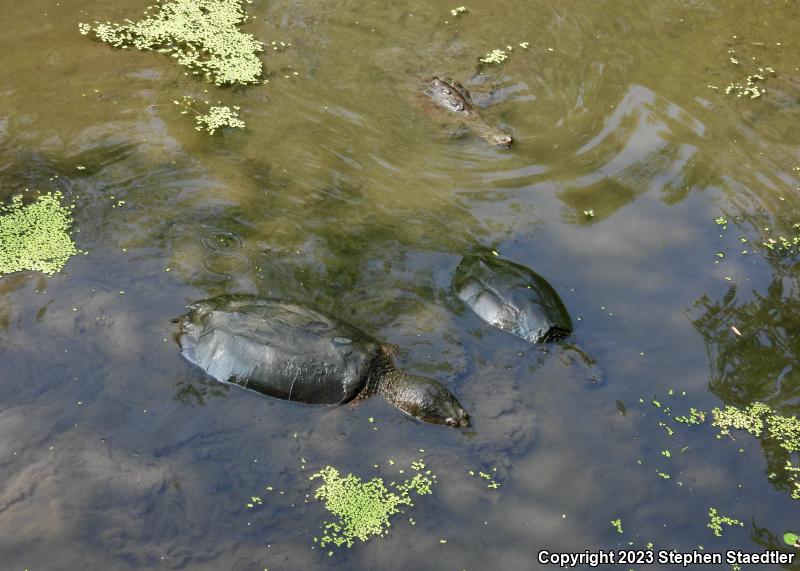 Eastern Snapping Turtle (Chelydra serpentina serpentina)