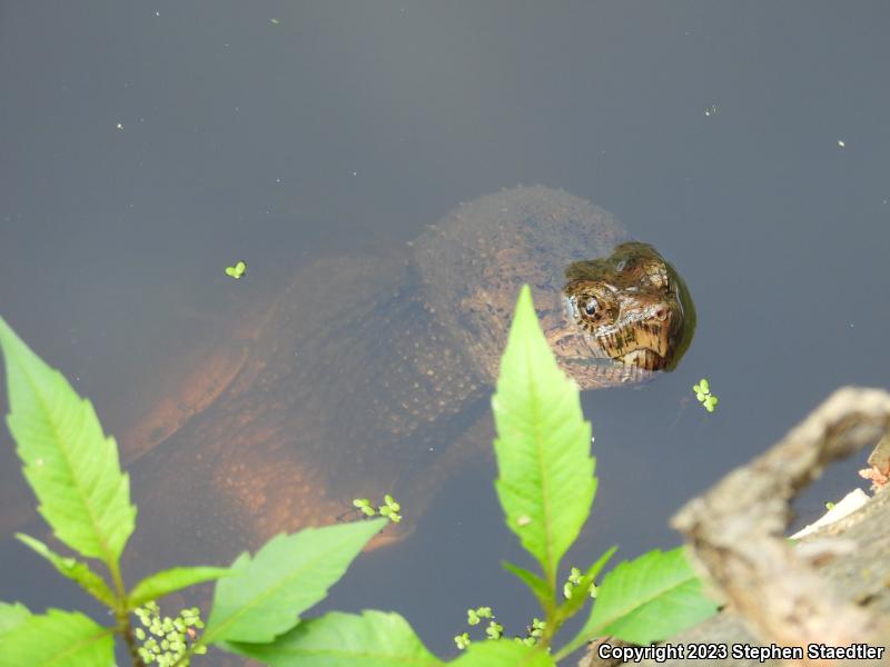 Eastern Snapping Turtle (Chelydra serpentina serpentina)