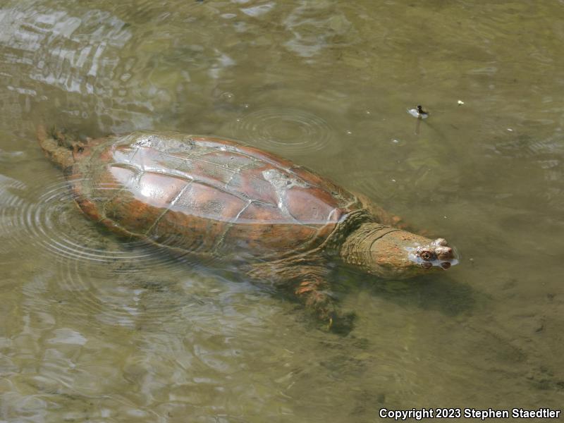 Eastern Snapping Turtle (Chelydra serpentina serpentina)