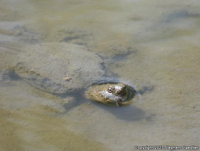 Eastern Snapping Turtle (Chelydra serpentina serpentina)