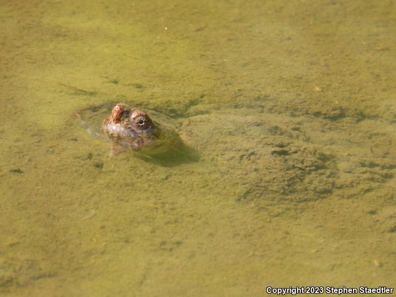 Eastern Snapping Turtle (Chelydra serpentina serpentina)