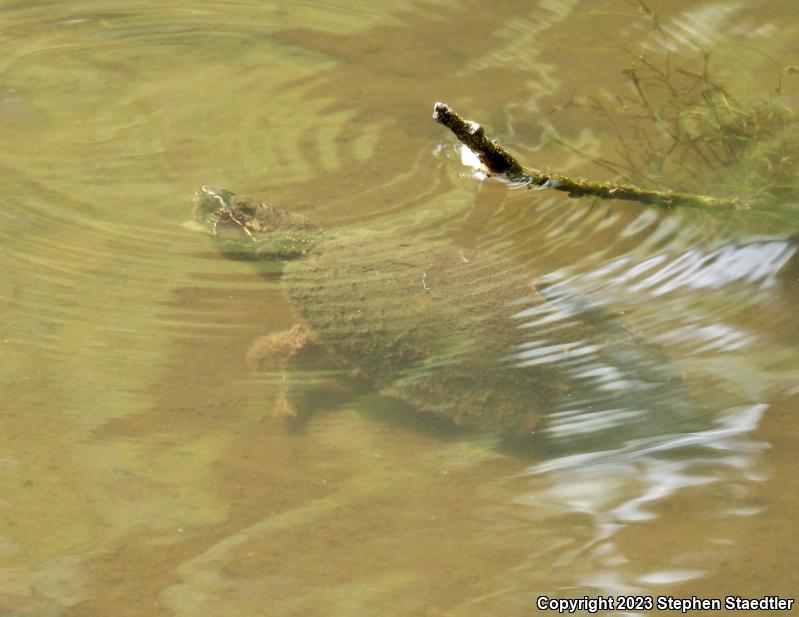 Eastern Musk Turtle (Sternotherus odoratus)