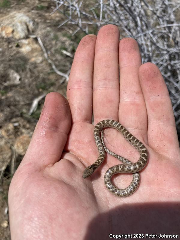 Coast Nightsnake (Hypsiglena ochrorhyncha)