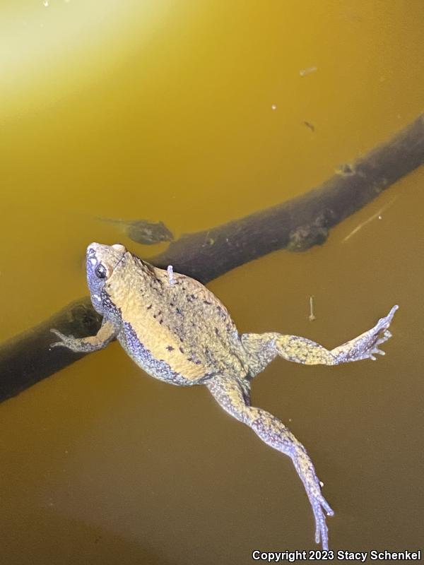 Eastern Narrow-mouthed Toad (Gastrophryne carolinensis)