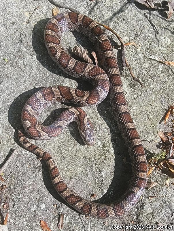 Eastern Milksnake (Lampropeltis triangulum triangulum)