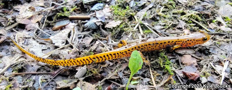 Long-tailed Salamander (Eurycea longicauda longicauda)