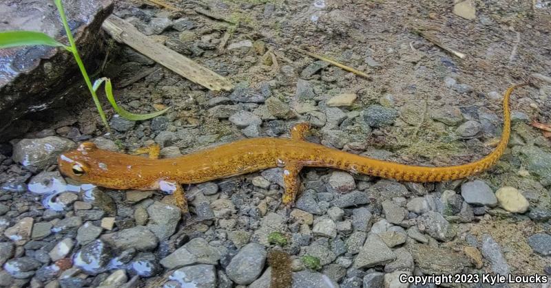 Long-tailed Salamander (Eurycea longicauda longicauda)