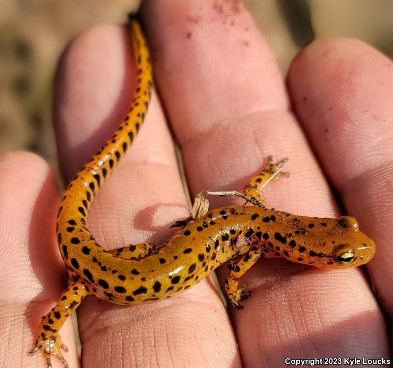 Long-tailed Salamander (Eurycea longicauda longicauda)