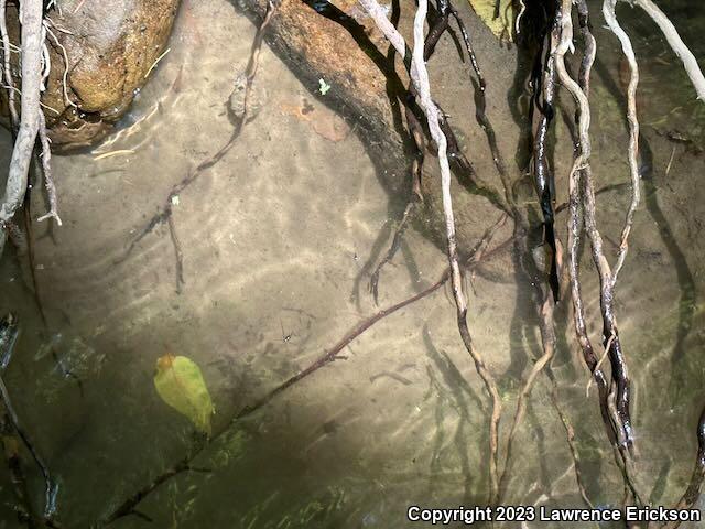 Coast Range Newt (Taricha torosa torosa)