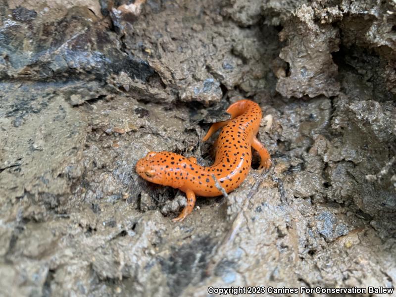 Northern Red Salamander (Pseudotriton ruber ruber)