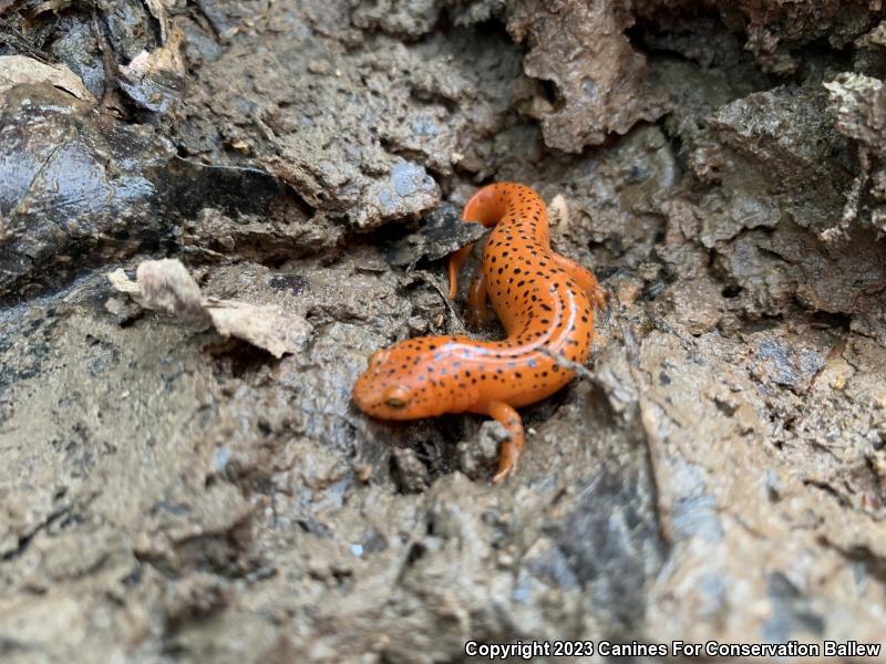 Northern Red Salamander (Pseudotriton ruber ruber)