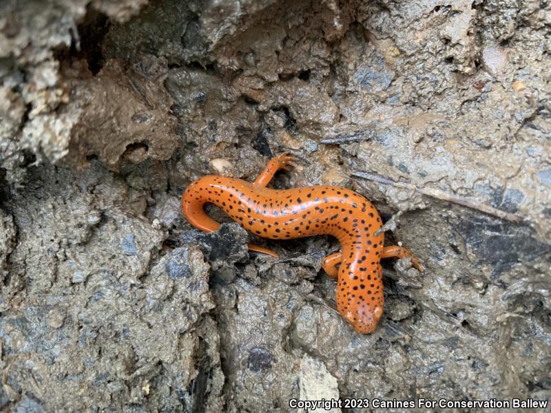 Northern Red Salamander (Pseudotriton ruber ruber)