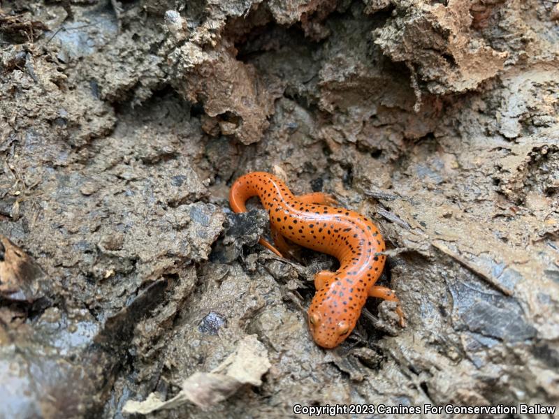 Northern Red Salamander (Pseudotriton ruber ruber)