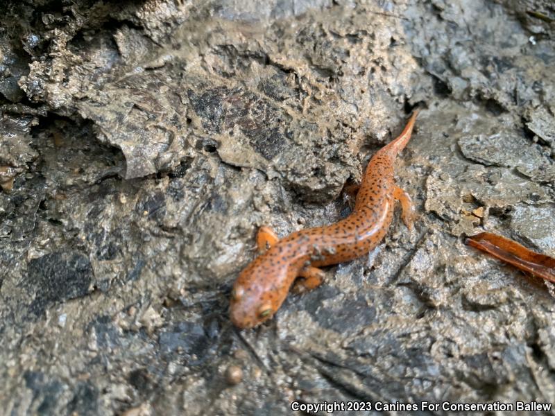 Northern Red Salamander (Pseudotriton ruber ruber)