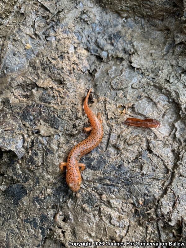 Northern Red Salamander (Pseudotriton ruber ruber)