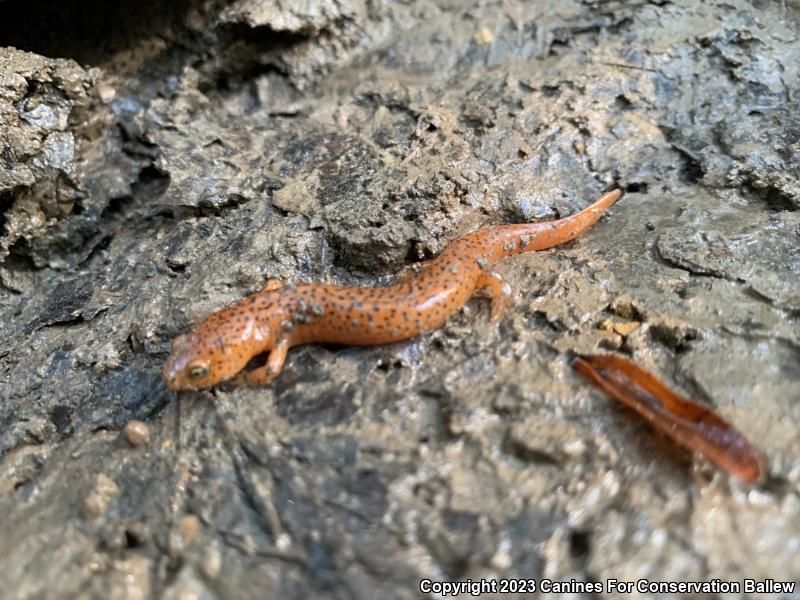 Northern Red Salamander (Pseudotriton ruber ruber)