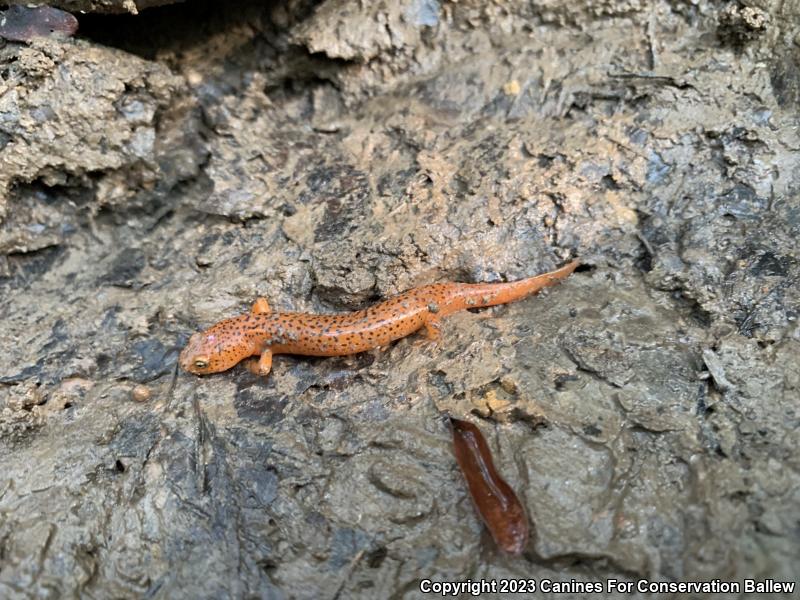 Northern Red Salamander (Pseudotriton ruber ruber)