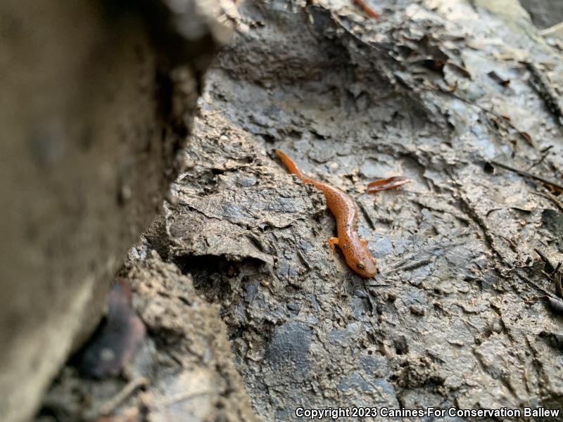 Northern Red Salamander (Pseudotriton ruber ruber)