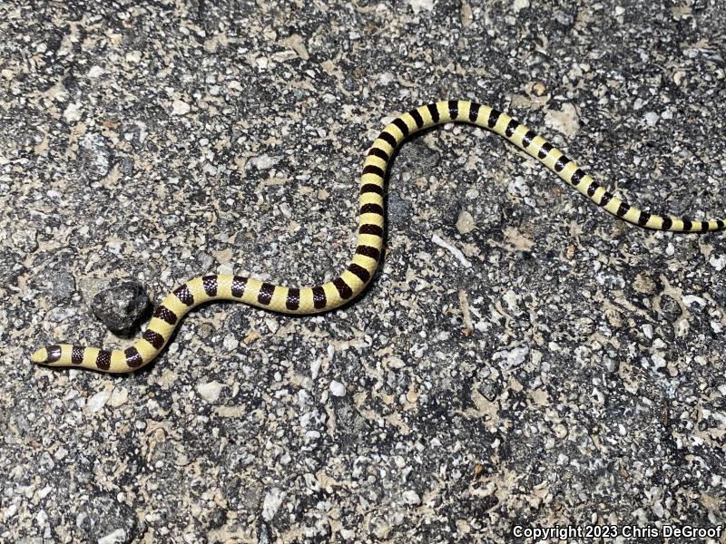 Mojave Shovel-nosed Snake (Chionactis occipitalis occipitalis)