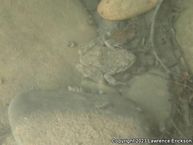 Foothill Yellow-legged Frog (Rana boylii)