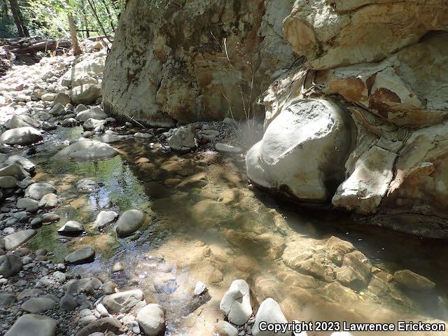 Foothill Yellow-legged Frog (Rana boylii)