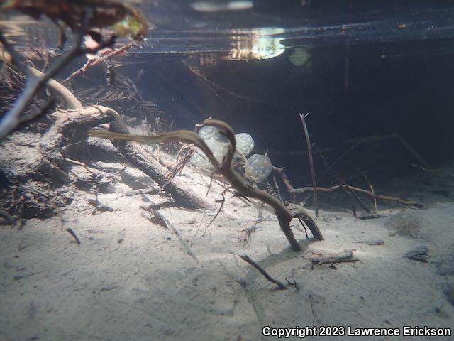 Coast Range Newt (Taricha torosa torosa)