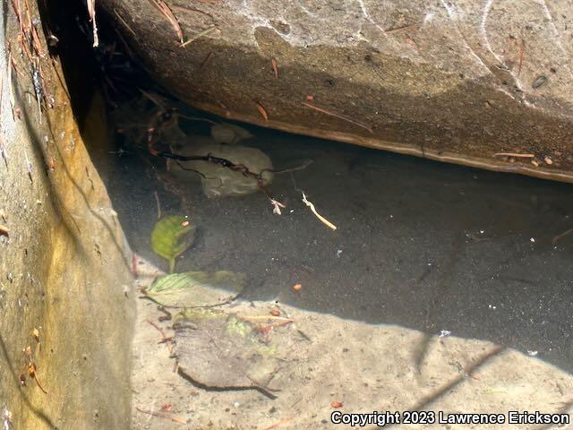 Coast Range Newt (Taricha torosa torosa)