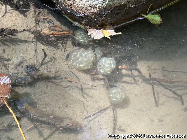 Coast Range Newt (Taricha torosa torosa)