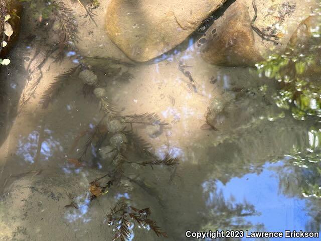 Coast Range Newt (Taricha torosa torosa)