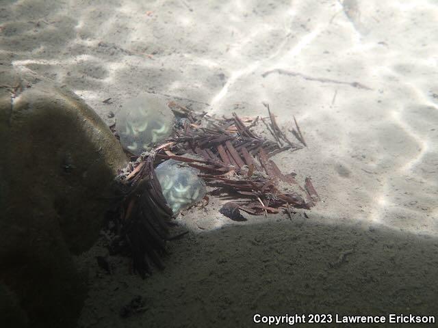 Coast Range Newt (Taricha torosa torosa)