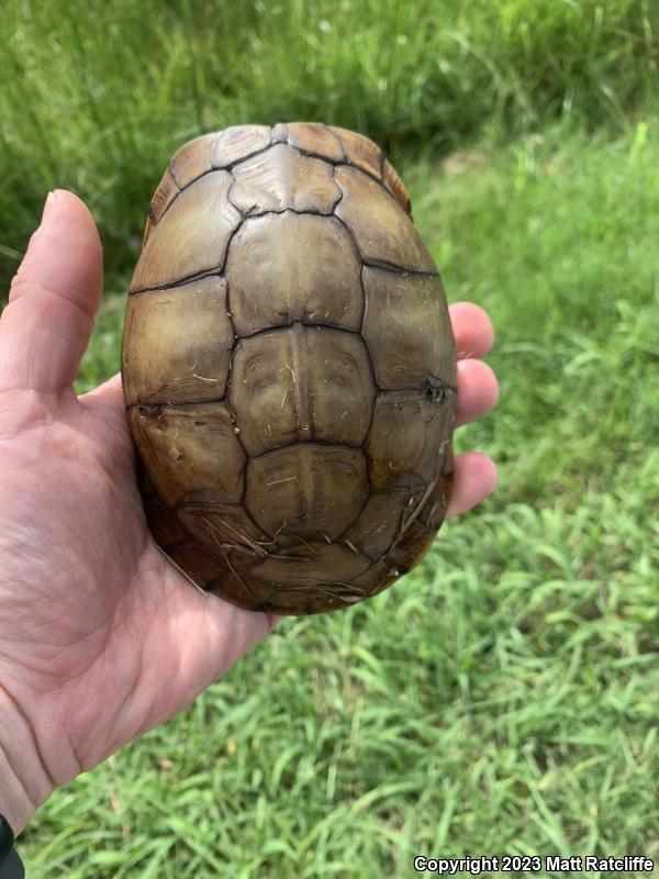 Three-toed Box Turtle (Terrapene carolina triunguis)