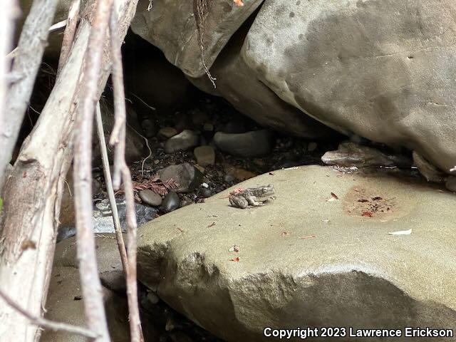 Foothill Yellow-legged Frog (Rana boylii)