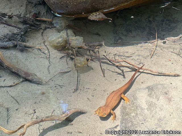 Coast Range Newt (Taricha torosa torosa)