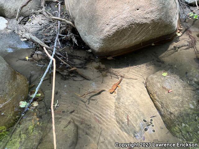 Coast Range Newt (Taricha torosa torosa)