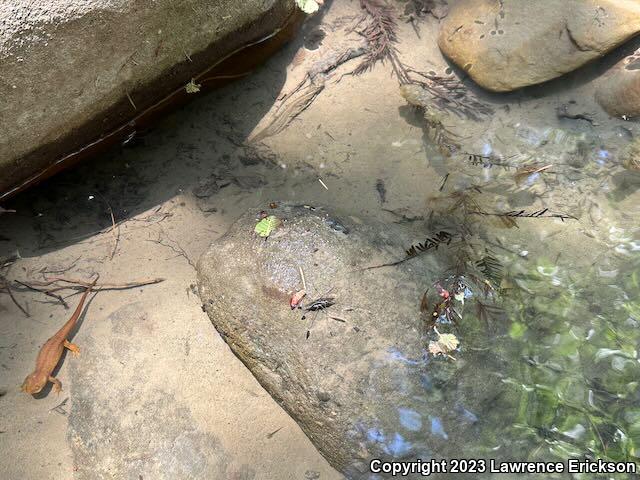 Coast Range Newt (Taricha torosa torosa)