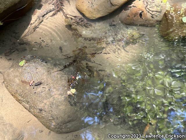 Coast Range Newt (Taricha torosa torosa)