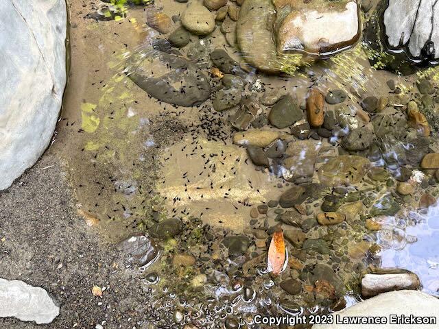 Foothill Yellow-legged Frog (Rana boylii)