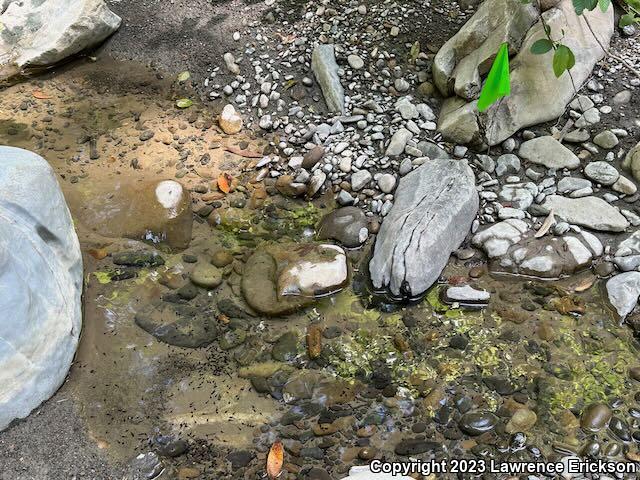 Foothill Yellow-legged Frog (Rana boylii)