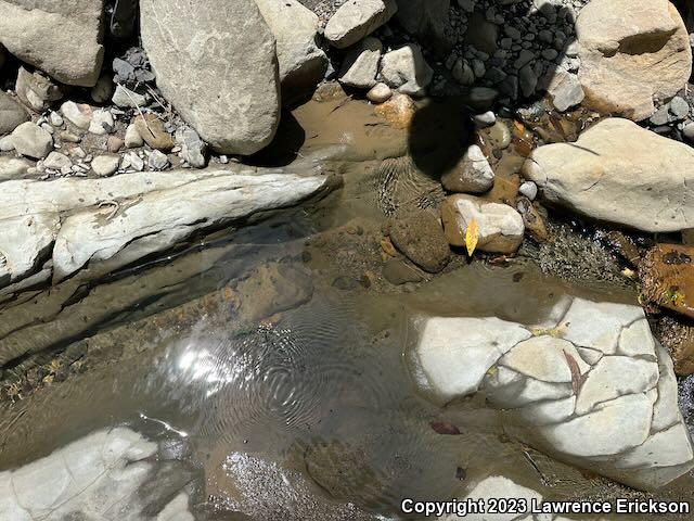 Foothill Yellow-legged Frog (Rana boylii)