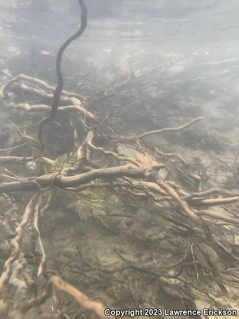 Coast Range Newt (Taricha torosa torosa)