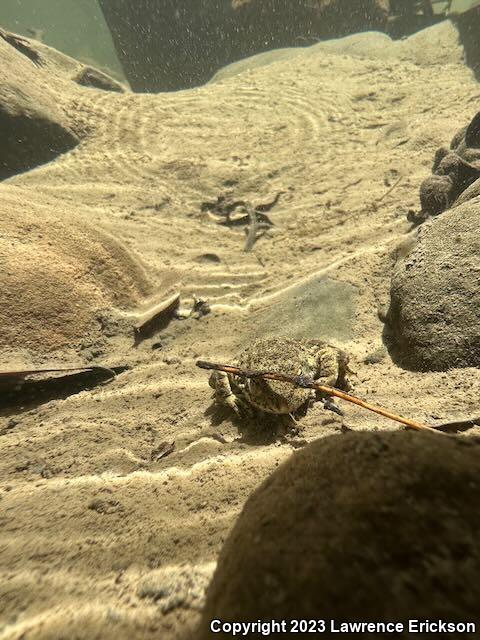 Foothill Yellow-legged Frog (Rana boylii)