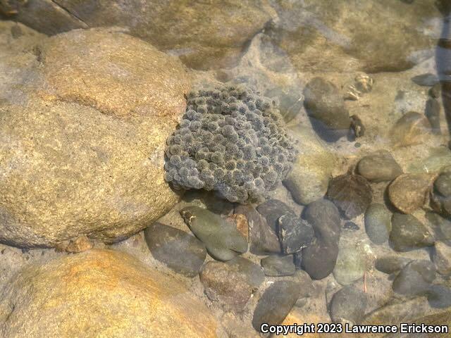 Foothill Yellow-legged Frog (Rana boylii)