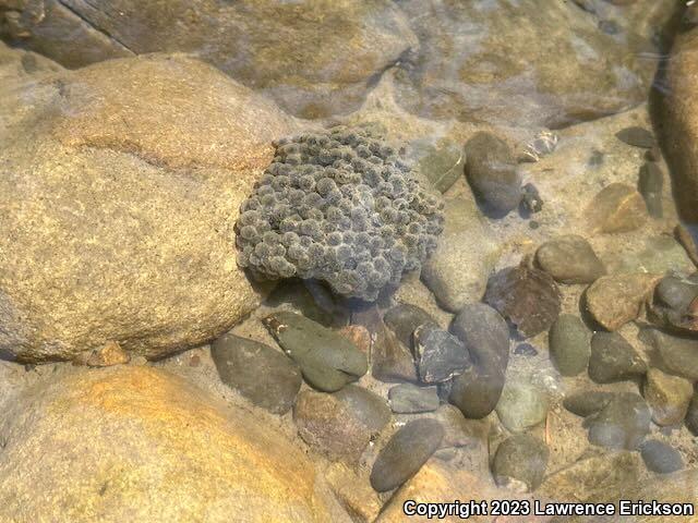 Foothill Yellow-legged Frog (Rana boylii)